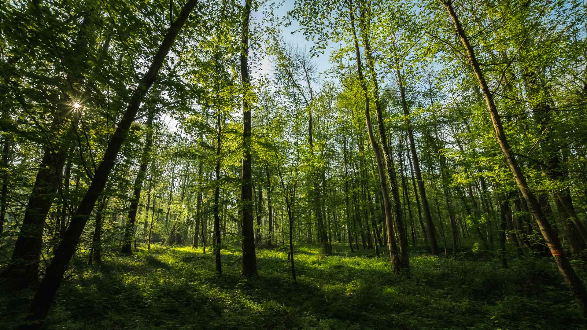 red-couvrir-les-plaisirs-simples-et-les-photographier-auxois-nature