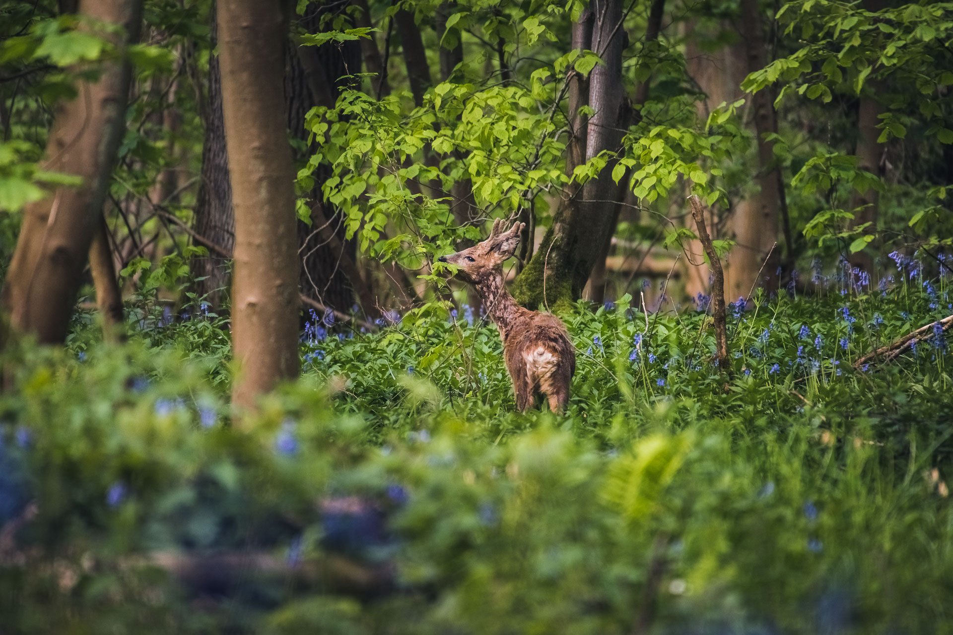 red-couvrir-les-plaisirs-simples-et-les-photographier-auxois-nature